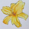 yellow lilly